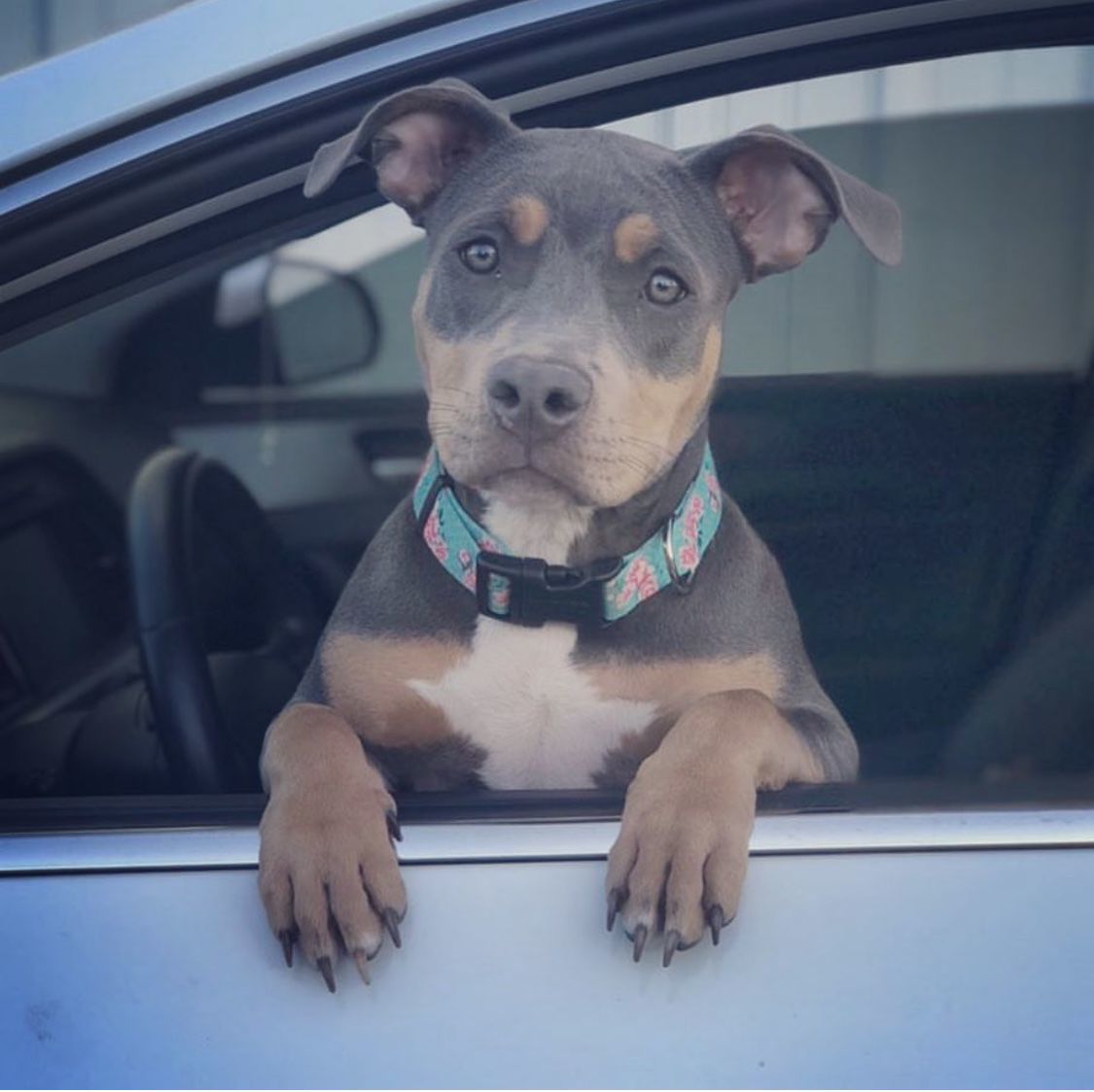 Kali